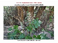 AtlasFlora 5 139 Acanthus mollis