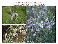 AtlasFlora 5 142 Rosmarinus officinalis