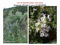 AtlasFlora 5 143 Rosmarinus officinalis 2