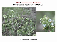 AtlasFlora 5 148 Thymus baeticus