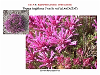 AtlasFlora 5 150 Thymus longiflorus