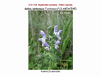 AtlasFlora 5 164 Salvia verbenaca