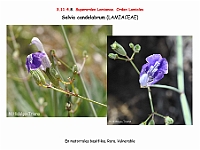AtlasFlora 5 165-1 Salvia candelabrum