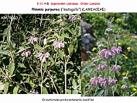 AtlasFlora 5 169 Phlomis purpurea