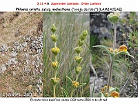 AtlasFlora 5 171 Phlomis crinita malacitana