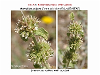 AtlasFlora 5 175 Marrubium vulgare