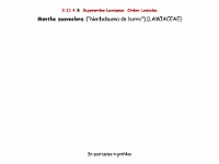 AtlasFlora 5 178 Mentha suaveolens
