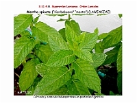 AtlasFlora 5 180 Mentha spicata