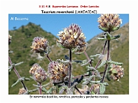 AtlasFlora 5 188 Teucrium reverchonii