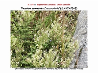 AtlasFlora 5 191 Teucrium scorodonia