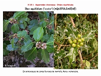AtlasFlora 5 192 Ilex aquifolium
