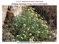 AtlasFlora 5 211-1 Crithmum maritimum