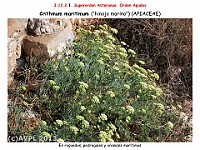 AtlasFlora 5 211-1 Crithmum maritimum