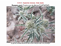 AtlasFlora 5 213 Eryngium grosii