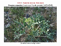 AtlasFlora 5 214 Eryngium campestre