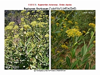 AtlasFlora 5 215 Bupleurum fruticosum