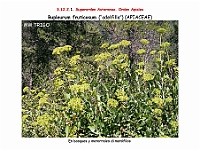AtlasFlora 5 216 Bupleurum fruticosum 2