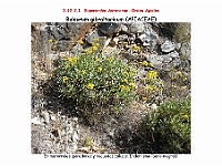 AtlasFlora 5 219 Bupleurum gibraltaricum 2