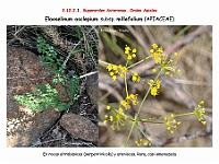 AtlasFlora 5 221 Elaeoselinum asclepium millefolium