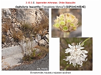 AtlasFlora 5 228 Cephalaria leucantha