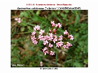 AtlasFlora 5 233 Centhanthus calcitrapae