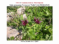 AtlasFlora 5 235 Fedia cornucopiae
