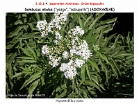 AtlasFlora 5 236 Sambucus ebulus