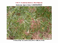 AtlasFlora 5 237 Sambucus nigra 2