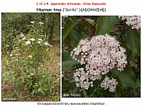 AtlasFlora 5 238 Viburnum tinus
