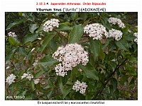 AtlasFlora 5 239 Viburnum tinus 2