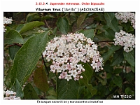 AtlasFlora 5 240 Viburnum tinus 3