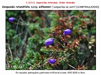 AtlasFlora 5 245-1 Campanula rotundifolia willkommii