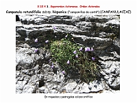 AtlasFlora 5 245 Campanula rotundifolia hispanica