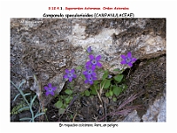AtlasFlora 5 246 Campanula specularioides