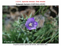 AtlasFlora 5 248-1 Campanula herminii