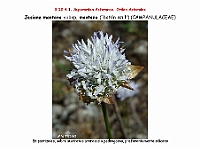 AtlasFlora 5 250 Jasione montana montana