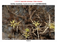 AtlasFlora 5 253-2 Carlina racemosa