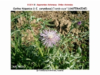 AtlasFlora 5 253 Carlina hispanica corymbosa