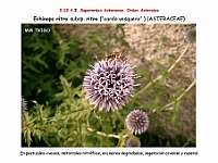 AtlasFlora 5 255 Echinops ritro ritro
