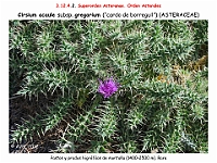 AtlasFlora 5 261-1 Cirsium acaule gregarium