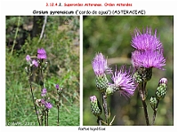 AtlasFlora 5 261-2 Cirsium pyrenaicum