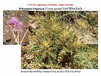 AtlasFlora 5 264 Ptilostemon hispanicus
