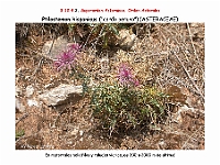 AtlasFlora 5 265 Ptilostemon hispanicus 2