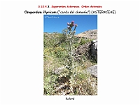 AtlasFlora 5 269 Onopordum illyricum