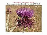 AtlasFlora 5 270 Onopordum macracanthum