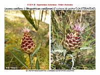 AtlasFlora 5 275 Leuzea conifera Rhaponticum coniferum