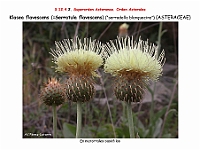 AtlasFlora 5 276 Klasea flavescens