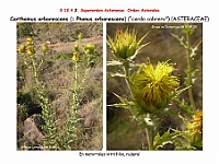AtlasFlora 5 278 Carthamus arborescens