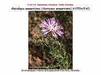 AtlasFlora 5 281 Cheirolopus sempervirens Centaurea