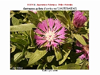 AtlasFlora 5 282 Centaurea pullata